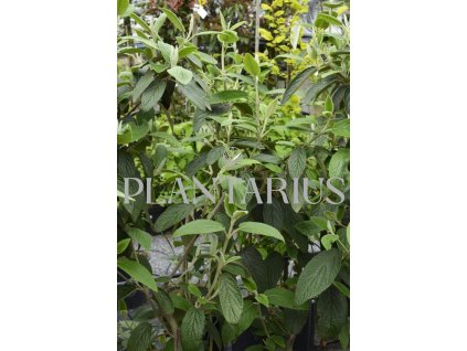 Kalina vrásčitolistá 'Willowwood' / Viburnum rhytidophyllum 'Willowwood'