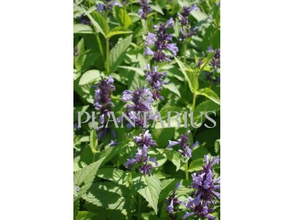 Šanta 'Manchu Blue' / Nepeta manchuriensis 'Manchu Blue'