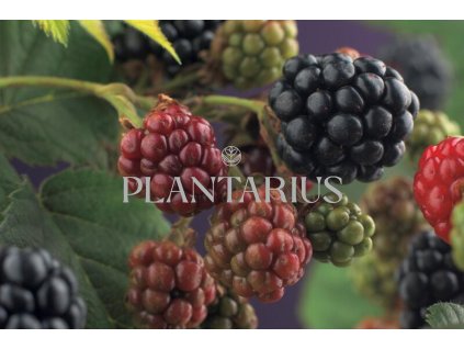 Ostružiník beztrnný 'Thornfree' / Rubus fruticosus 'Thornfree'