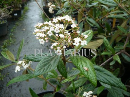 Kalina pražská 'Pragense' / Viburnum 'Pragense'