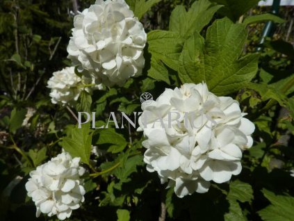 Kalina obecná 'Roseum' / Viburnum opulus 'Roseum'