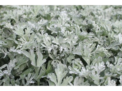 Pelyněk stříbřitý 'Silver Brocade' / Artemisia stelleriana 'Silver Brocade'