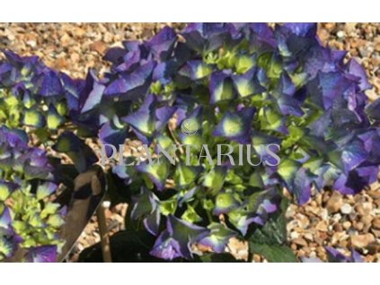 Hortenzie velkolistá 'Kardinal Blue' / Hydrangea macrophylla 'Kardinal Blue'