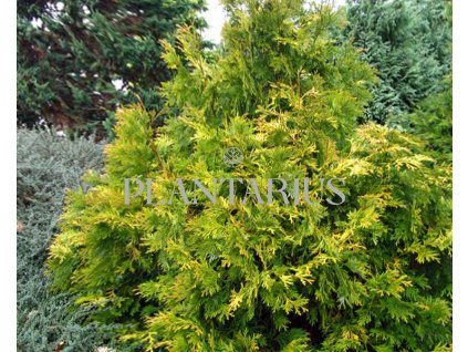 Zeravinec japonský 'Aurea' / Thujopsis dolabrata 'Aurea'