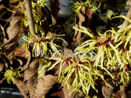 Vilín prostřední 'Pallida' / Hamamelis intermedia 'Pallida'