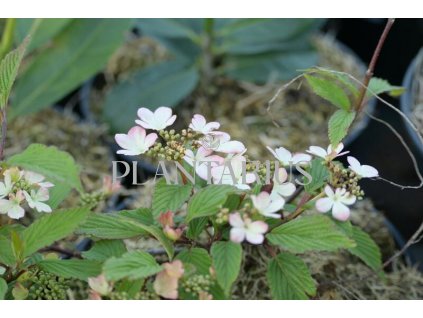 Kalina japonská 'Kilimandjaro' / Viburnum plicatum 'Kilimandjaro'