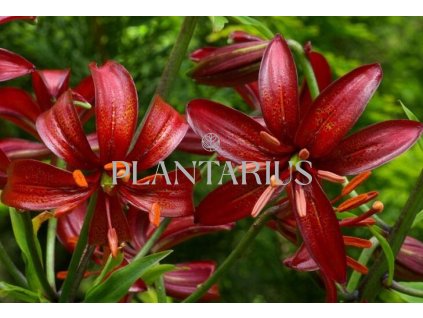 Lilie zlatohlavá 'Claude Shride' / Lilium martagon 'Claude Shride'