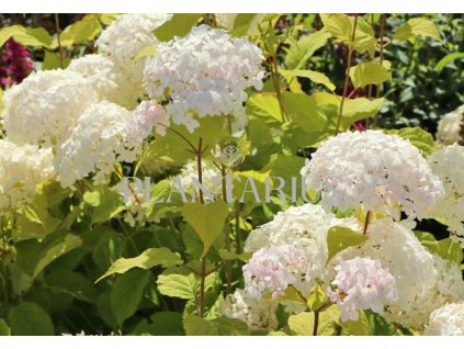 Hortenzie stromečkovitá 'Candybelle Marshmellow' / Hydrangea arborescens 'Candybelle Marshmellow'