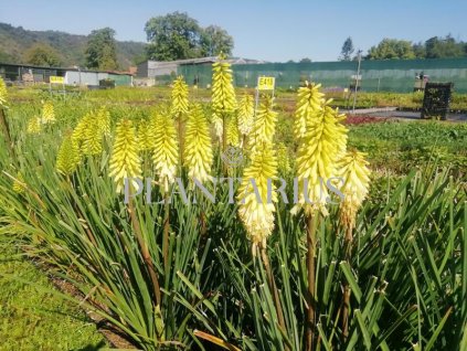 Kleopatřina jehla 'Popsicle Pineapple' / Kniphofia uvaria 'Popsicle Pineapple'