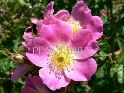 Růže vinná / Rosa rubiginosa