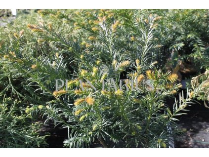 Tis červený 'Repandens' / Taxus baccata 'Repandens'