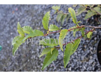 Slivoň vyříznutá 'Mikinori' / Prunus incisa 'Mikinori'