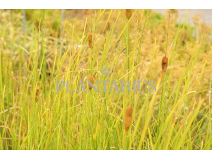 Orobinec úzkolistý / Typha angustifolia