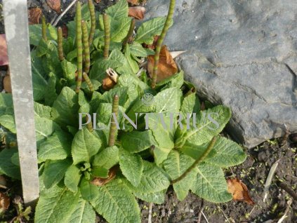 Prvosenka patrovitá / Primula beesiana