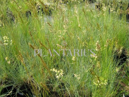 Kostřava popelavá 'Festina' / Festuca cinerea 'Festina'