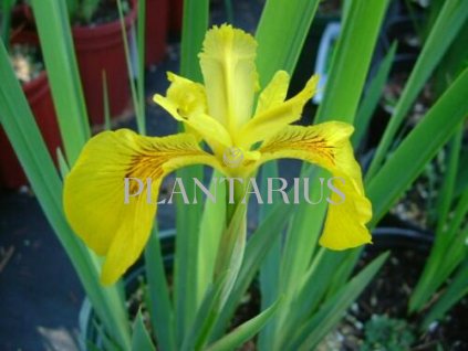 Kosatec žlutý 'Variegata' / Iris pseudacorus 'Variegata'