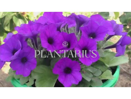 Petúnie 'Violet' / Petunia hybrida Surfinia 'Violet'