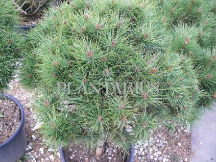 Borovice černá 'Bambino' / Pinus nigra 'Bambino'