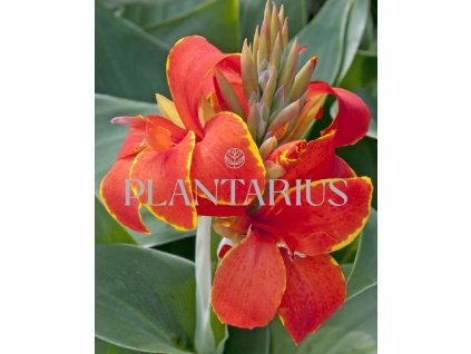 Dosna indická 'Cannova F1 Red Golden Flame' / Canna indica 'Cannova F1 Red Golden Flame'