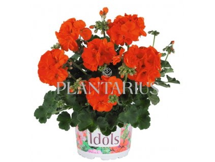 Muškát, pelargonie páskatá 'Green Idols Orange' / Pelargonium zonale 'Green Idols Orange'