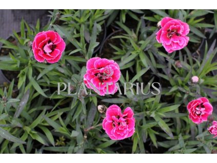 Hvozdík karafiát 'Capitan Cook' / Dianthus caryophyllus 'Capitan Cook'