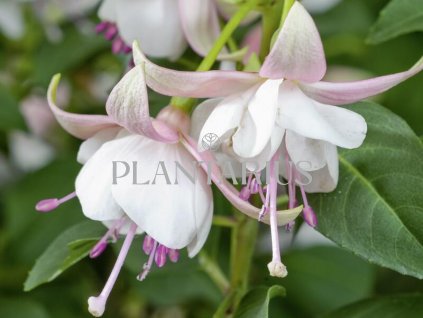 Fuchsie, čílko 'Polar' / Fuchsia hybrida 'Polar'