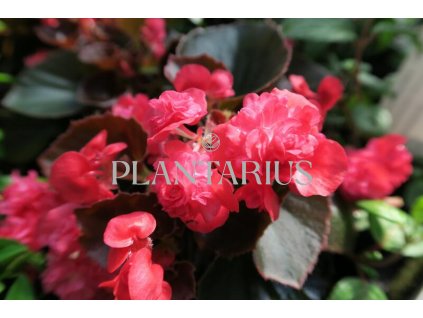 Begónie stálokvětá, ledovka, voskovka 'Doublet Red' / Begonia semperflorens 'Doublet Red'