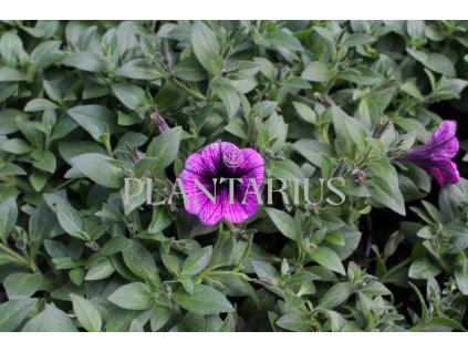 Petúnie 'Sweetunia Purple Gem' / Petunia hybrida 'Sweetunia Purple Gem'