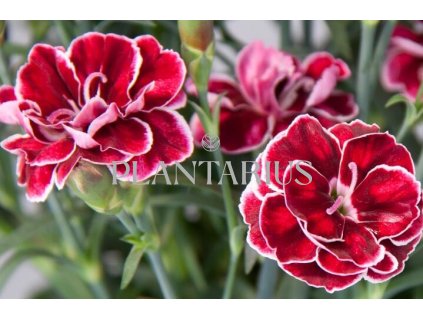 Hvozdík karafiát 'Capitan Colón' / Dianthus caryophyllus 'Capitan Colón'