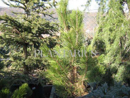 Borovice černá 'Pyramidalis' / Pinus nigra 'Pyramidalis'