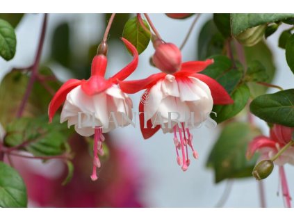 Fuchsie, čílko 'Swingtime' / Fuchsia hybrida 'Swingtime'