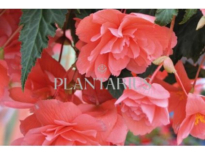 Begónie hlíznatá 'Illumination Salmon Pink' / Begonia tuberhybrida 'Illumination Salmon Pink'