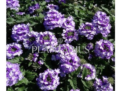 Verbena, sporýš 'Vanessa Bicolor Indigo' / Verbena hybrida 'Vanessa Bicolor Indigo'