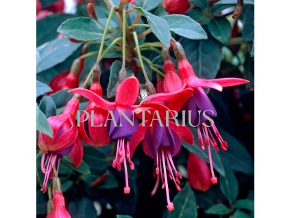 Fuchsie, čílko 'Tom Thumb' / Fuchsia hybrida 'Tom Thumb'