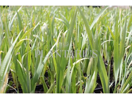 Kosatec 'All Agaze' / Iris louisiana 'All Agaze'