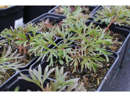 Pivoňka úzkolistá (koprolistá) / Paeonia tenuifolia