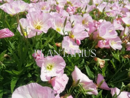 Pupalka 'Siskiyou Pink' / Oenothera speciosa 'Siskiyou Pink'