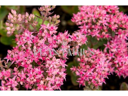 Rozchodník nachový 'Munstead Dark Red' / Sedum telephium 'Munstead Dark Red'