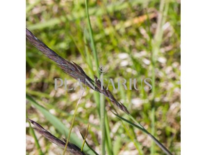 Kostřava červená / Festuca rubra