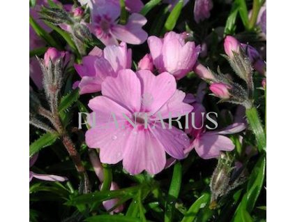 Plamenka šídlovitá 'Ronsdorfer Schöne' / Phlox subulata 'Ronsdorfer Schöne'