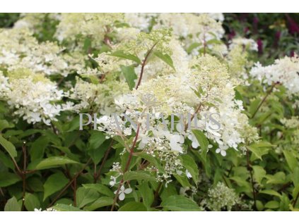 Hortenzie latnatá 'Phantom' / Hydrangea paniculata 'Phantom'