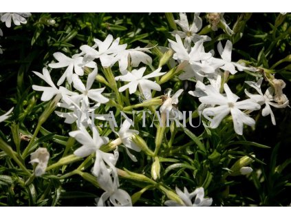 Plamenka šídlovitá 'Snowflake' / Phlox subulata 'Snowflake'