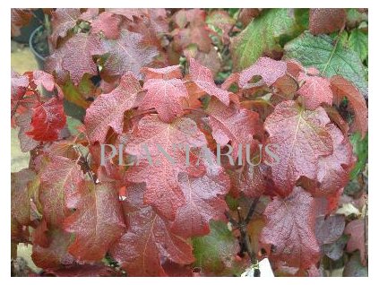 Hortenzie dubolistá 'Burgundy' / Hydrangea quercifolia 'Burgundy'