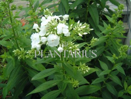 Plamenka latnatá 'David' / Phlox paniculata 'David'