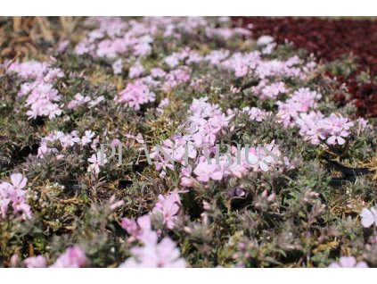 Plamenka šídlovitá 'Spring Soft Pink' / Phlox subulata 'Spring Soft Pink'