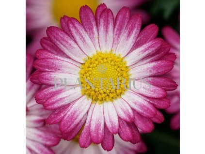 Kopretina pařížská 'Aramis Bicolor Rose' / Argyranthemum frutescens 'Aramis Bicolor Rose'
