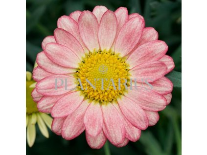 Kopretina pařížská 'Aramis Apricot' / Argyranthemum frutescens 'Aramis Apricot'