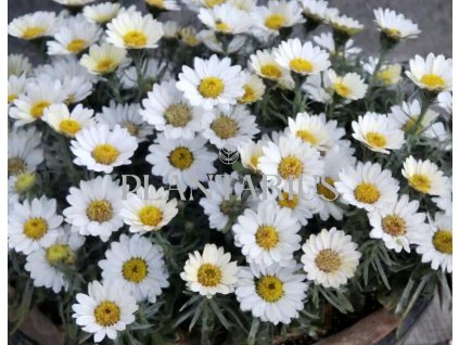 Kopretina pařížská 'Aramis Milk' / Argyranthemum frutescens 'Aramis Milk'