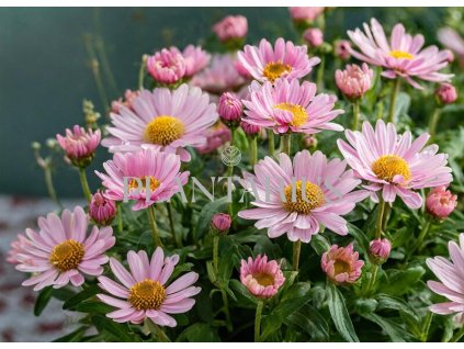 Kopretina pařížská 'Aramis Girly Pink' / Argyranthemum frutescens 'Aramis Girly Pink'