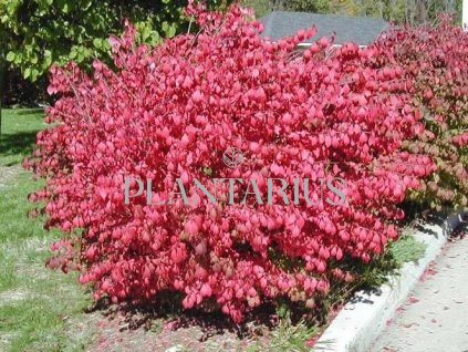 Brslen křídlatý 'Compactus' / Euonymus alatus 'Compactus'